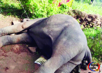 सीधी-मऊगंज सीमा पर करंट की चपेट में आई मादा हाथी की मौत, रात तक सीधी के जंगल में था हाथियों का जोड़ा. 45 सीधी-मऊगंज सीमा पर करंट की चपेट में आई मादा हाथी की मौत, रात तक सीधी के जंगल में था हाथियों का जोड़ा.
