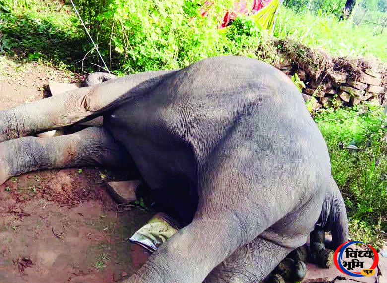 सीधी-मऊगंज सीमा पर करंट की चपेट में आई मादा हाथी की मौत, रात तक सीधी के जंगल में था हाथियों का जोड़ा. 45 सीधी-मऊगंज सीमा पर करंट से मादा हाथी की मौत