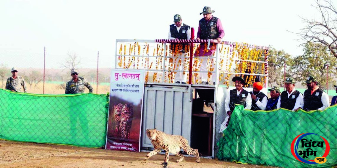 गांधी सागर अभयारण्य में पहुंची नई मादा चीता, सीएम मोहन यादव ने CCB-2 को छोड़ा 45 गांधी सागर अभयारण्य में मादा चीता CCB-2 को छोड़ा गया