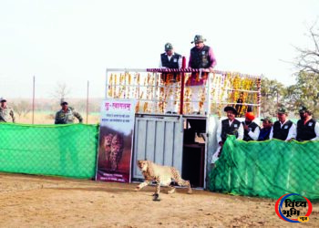 गांधी सागर अभयारण्य में पहुंची नई मादा चीता, सीएम मोहन यादव ने CCB-2 को छोड़ा 45 गांधी सागर अभयारण्य में पहुंची नई मादा चीता, सीएम मोहन यादव ने CCB-2 को छोड़ा