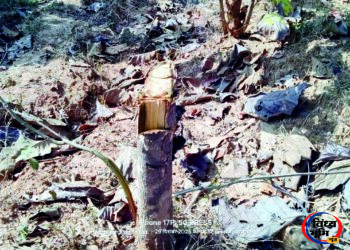 सरई में वन माफिया बेखौफ: करदा जंगल में सागवन के दर्जनों पौधे काटे, वन विभाग की निगरानी पर सवाल 45 सरई में वन माफिया बेखौफ: करदा जंगल में सागवन के दर्जनों पौधे काटे, वन विभाग की निगरानी पर सवाल