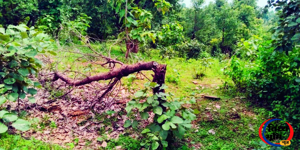 सरई में वन माफिया बेखौफ: करदा जंगल में सागवन के दर्जनों पौधे काटे, वन विभाग की निगरानी पर सवाल 46 करदा जंगल में सागवन के पौधों की कटाई