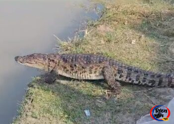 Sidhi News: खेतों के बीच पहुंचा Crocodile, ग्रामीणों में दहशत; दो बकरियों के बच्चों को बना चुका है शिकार 7 Sidhi News: खेतों के बीच पहुंचा Crocodile, ग्रामीणों में दहशत; दो बकरियों के बच्चों को बना चुका है शिकार