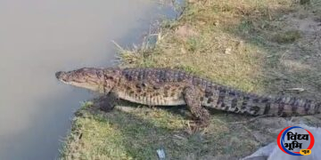Sidhi News: खेतों के बीच पहुंचा Crocodile, ग्रामीणों में दहशत; दो बकरियों के बच्चों को बना चुका है शिकार 53 Sidhi News: खेतों के बीच पहुंचा Crocodile, ग्रामीणों में दहशत; दो बकरियों के बच्चों को बना चुका है शिकार